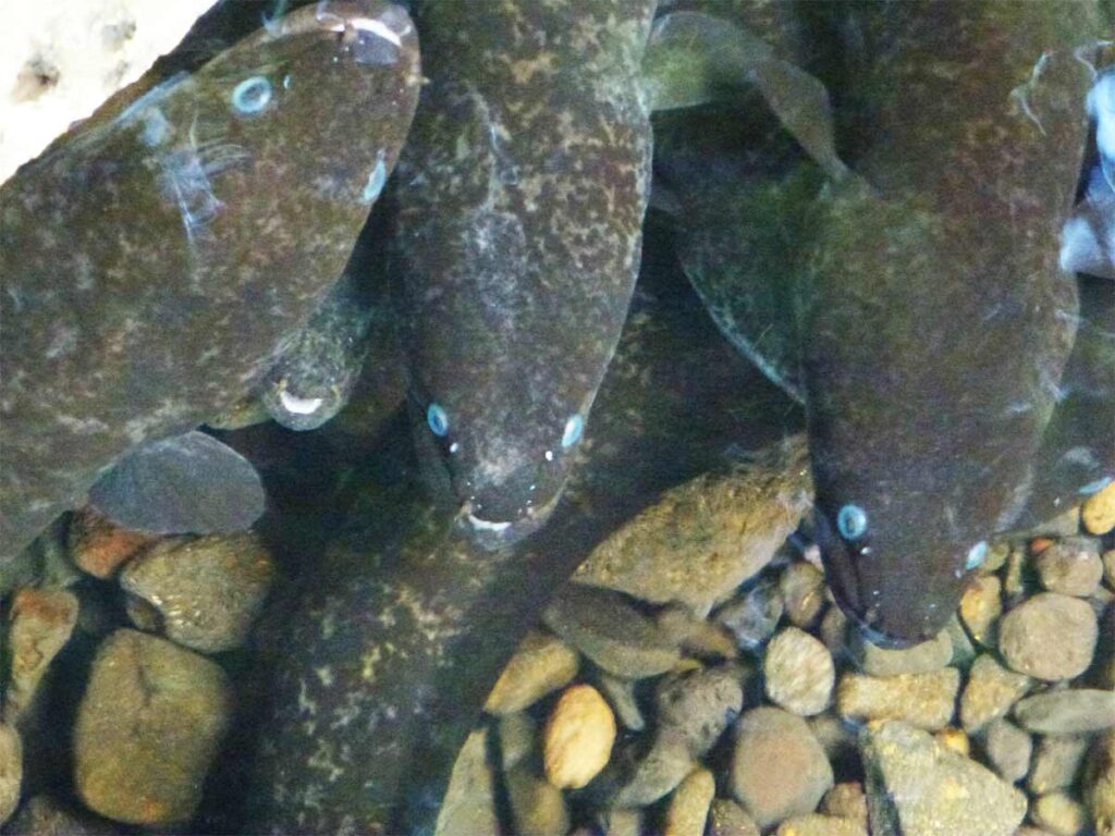 Anguilles sacrées aux yeux bleus à Huahine, nageant paisiblement dans un ruisseau du village de Faie, un site emblématique de l'île.