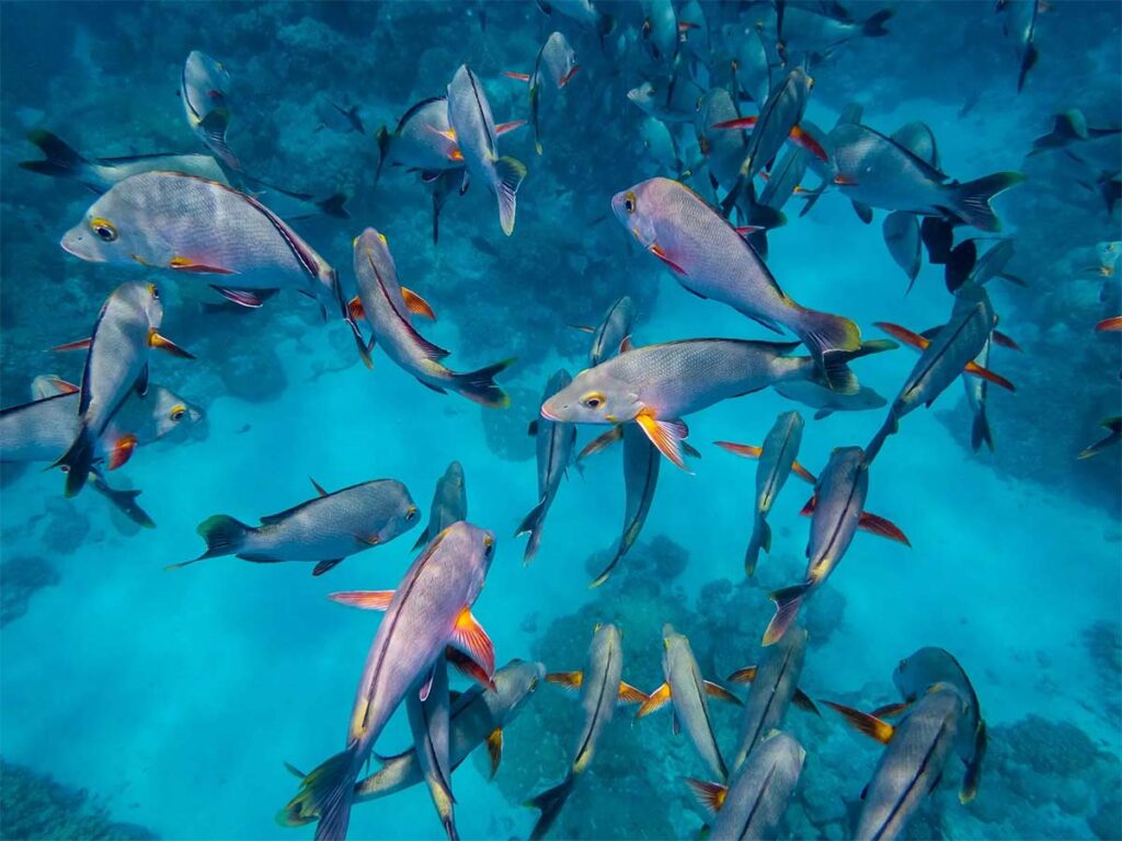 Aquarium naturel de Rangiroa en Polynésie française, site de snorkeling réputé avec poissons tropicaux et coraux colorés.