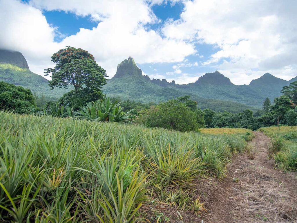 Champs d'ananas à Moorea, Polynésie française, avec vue panoramique sur les montagnes verdoyantes et le ciel partiellement nuageux en arrière-plan.