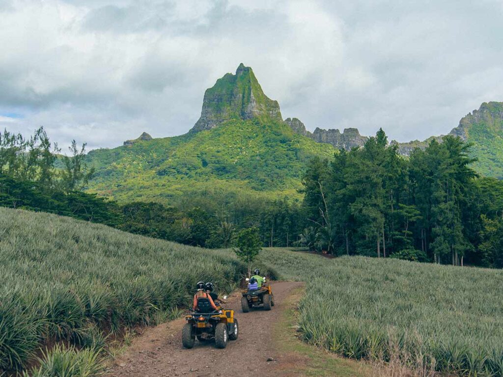 Excursion en quad à travers les champs d'ananas de Moorea, une aventure excitante qui vous permet d'explorer les plantations tout en découvrant les paysages verdoyants de l'île.