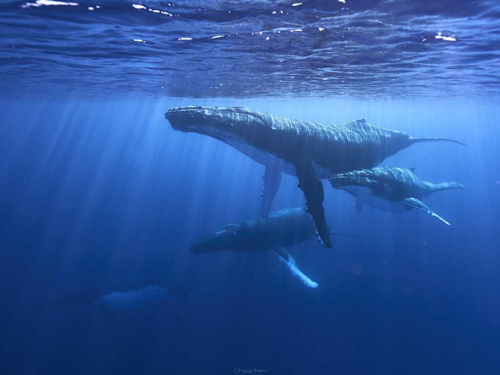 Excursion en bateau à Moorea pour nager avec les baleines, une aventure fascinante permettant de découvrir ces créatures impressionnantes dans leur habitat naturel.