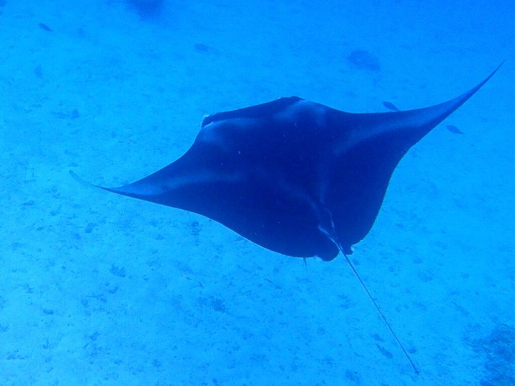 Plongez dans les eaux cristallines de Bora Bora et vivez un moment magique en nageant aux côtés des majestueuses raies manta.