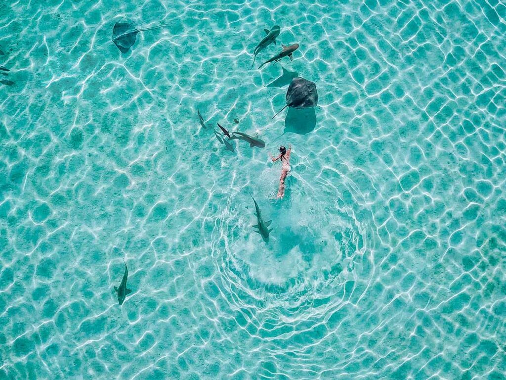 Rencontre inoubliable avec les raies pastenagues et les requins pointes noires lors d’une excursion dans le lagon de Bora Bora.
