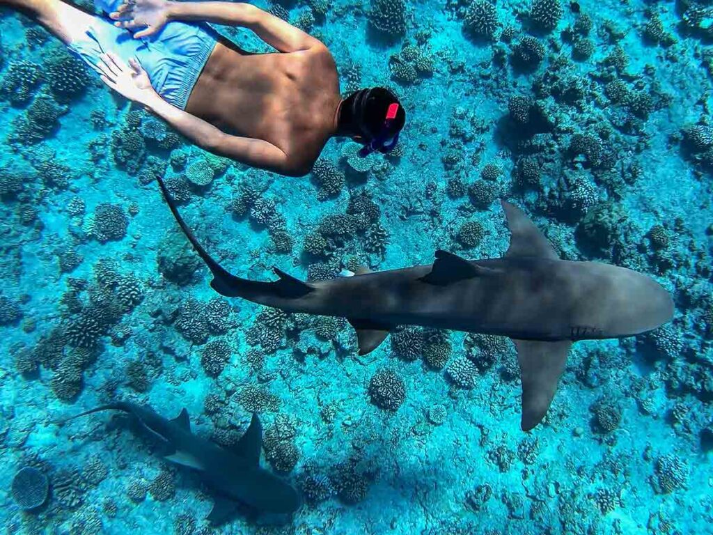 Excursion à Bora Bora pour nager avec les requins-citrons dans les eaux turquoise du lagon, une expérience unique en Polynésie française.