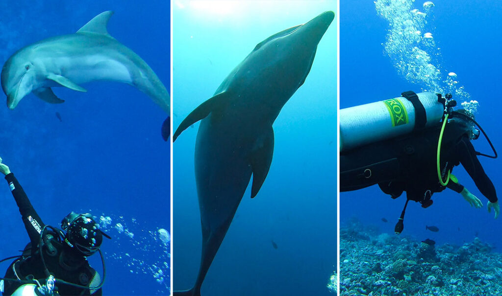 Plongée avec les dauphins à Rangiroa dans la passe de Tiputa, Polynésie française.