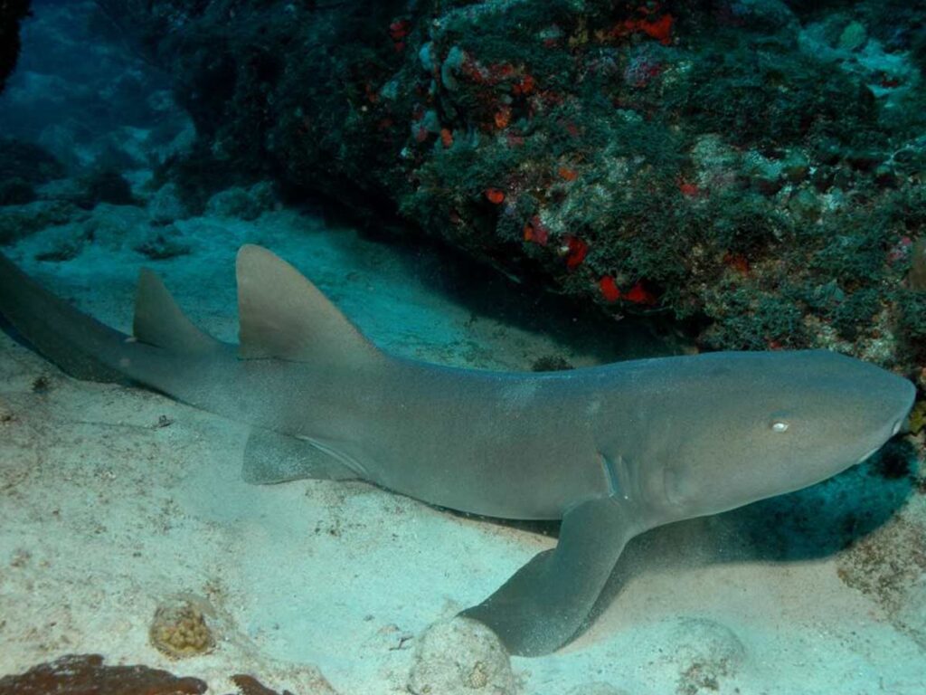 Requin dormeur reposant paisiblement sur les fonds marins de Rangiroa en Polynésie française, dans un environnement naturel préservé.