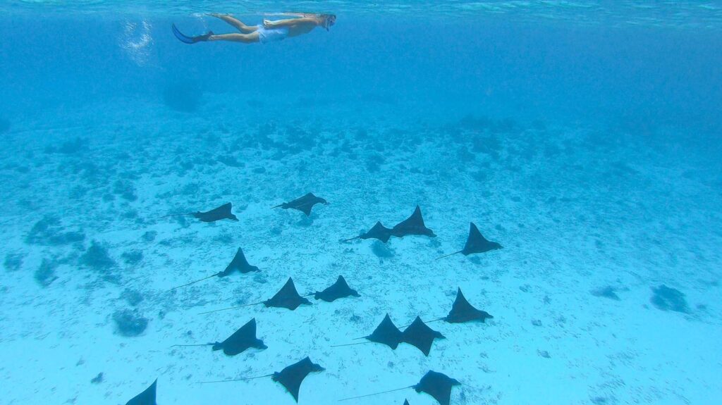 Snorkeling avec les raies léopards en Polynésie française