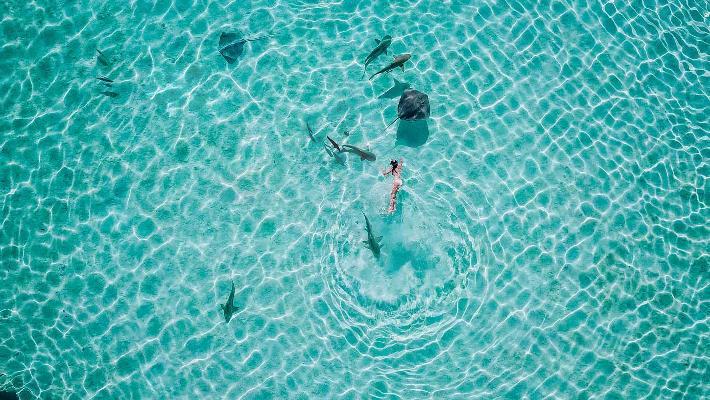 activité de snorkeling dans le lagon de Moorea avec les raies et les requins