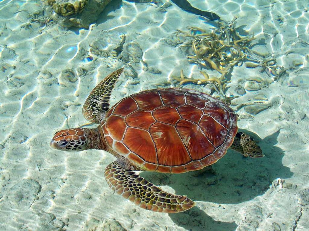 Tortue marine nageant près des récifs coralliens, un spectacle majestueux dans les eaux chaudes.