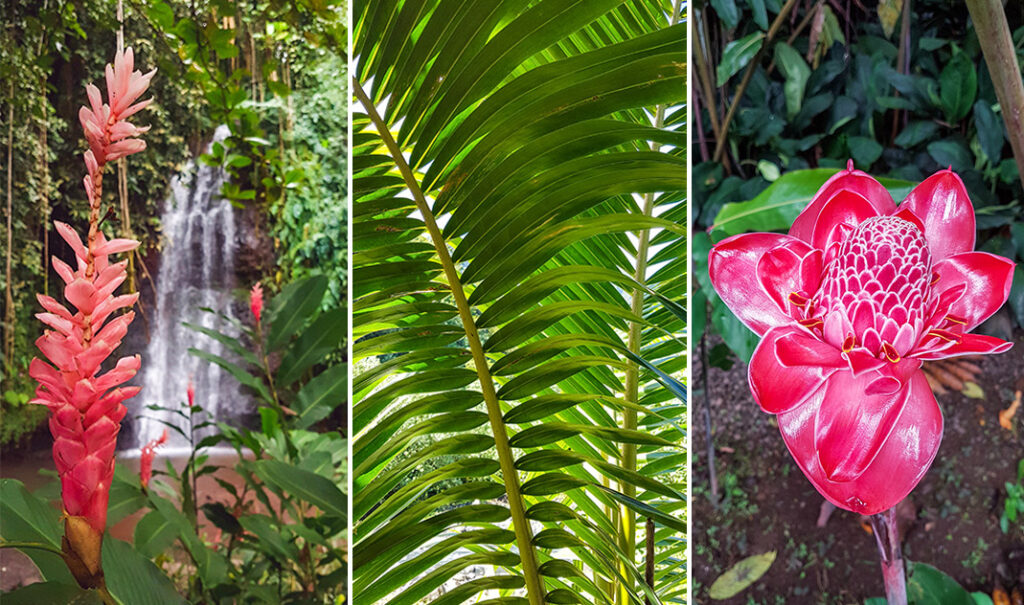 Les jardins d'eau de Vaipahi à Tahiti, un écrin de verdure où cascades, plantes exotiques et sentiers ombragés invitent à la détente.