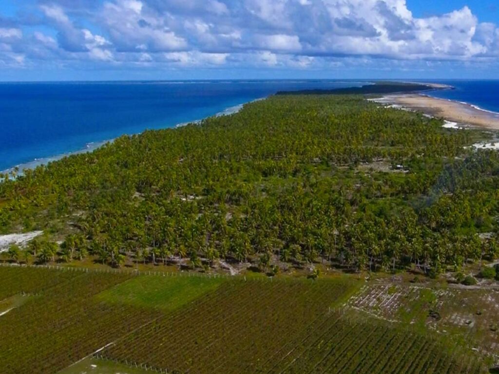 Vignobles à Rangiroa en Polynésie française, cultivés sur un atoll de corail offrant un vin rare au milieu du Pacifique.