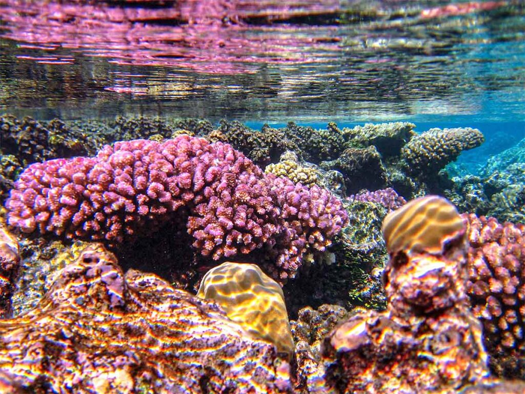 Coraux colorés et faune marine vibrante dans le jardin de corail de Raiatea, parfait pour le snorkeling.