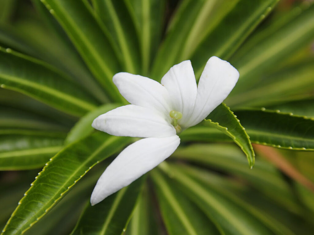 Gros plan sur la tiare apetahi, fleur endémique unique à Raiatea, Polynésie française.