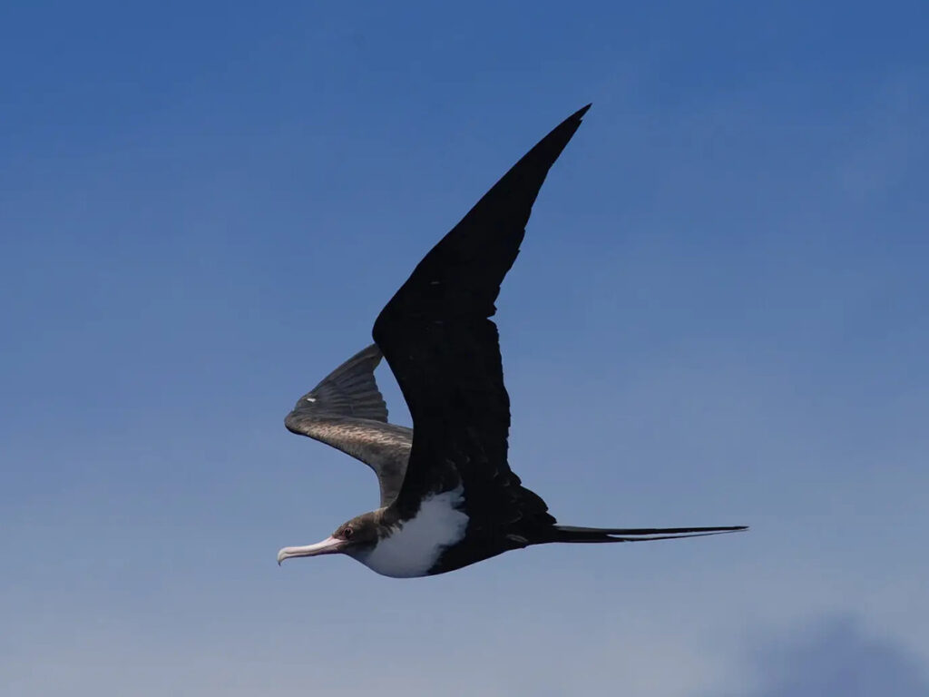 Frégate du Pacifique survolant les lagons de Polynésie française, oiseau marin emblématique aux ailes immenses et au vol gracieux.