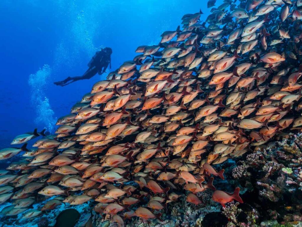 Vue sous-marine de la passe nord de Garuae à Fakarava, réputée pour ses forts courants et sa biodiversité exceptionnelle.