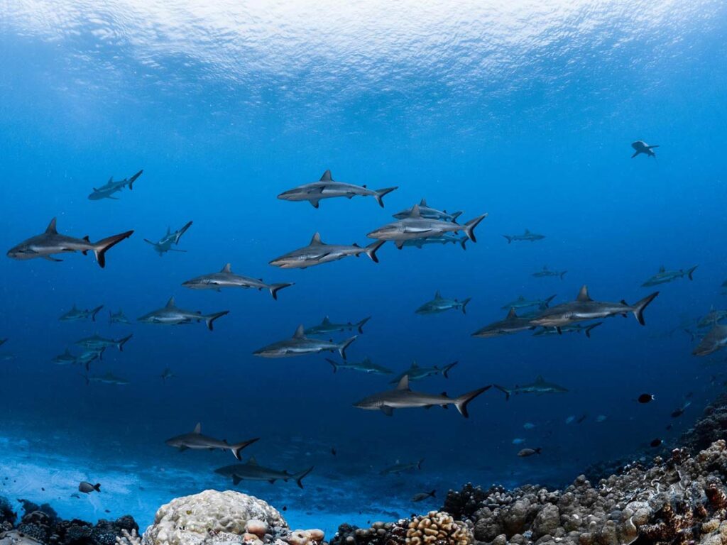 Bancs de requins dans la passe sud de Tumakohua à Fakarava, site emblématique pour la plongée en Polynésie française.