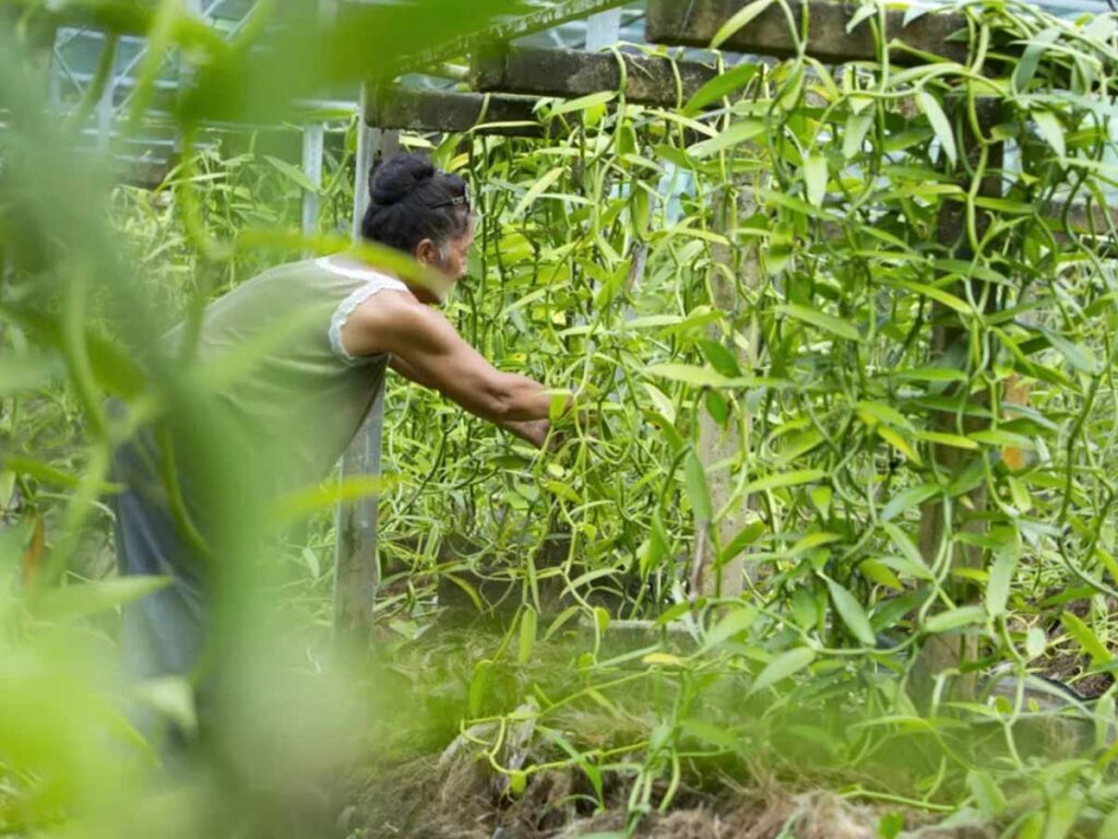 Rangées de vanilliers cultivés à Taha’a, l’île réputée pour produire la vanille la plus parfumée de Polynésie.