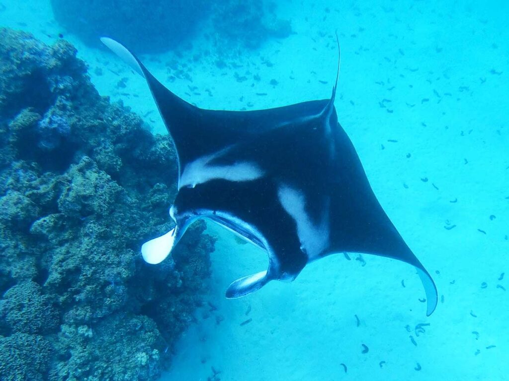 Snorkeling avec une raie manta dans les eaux turquoise de Maupiti, en Polynésie française.