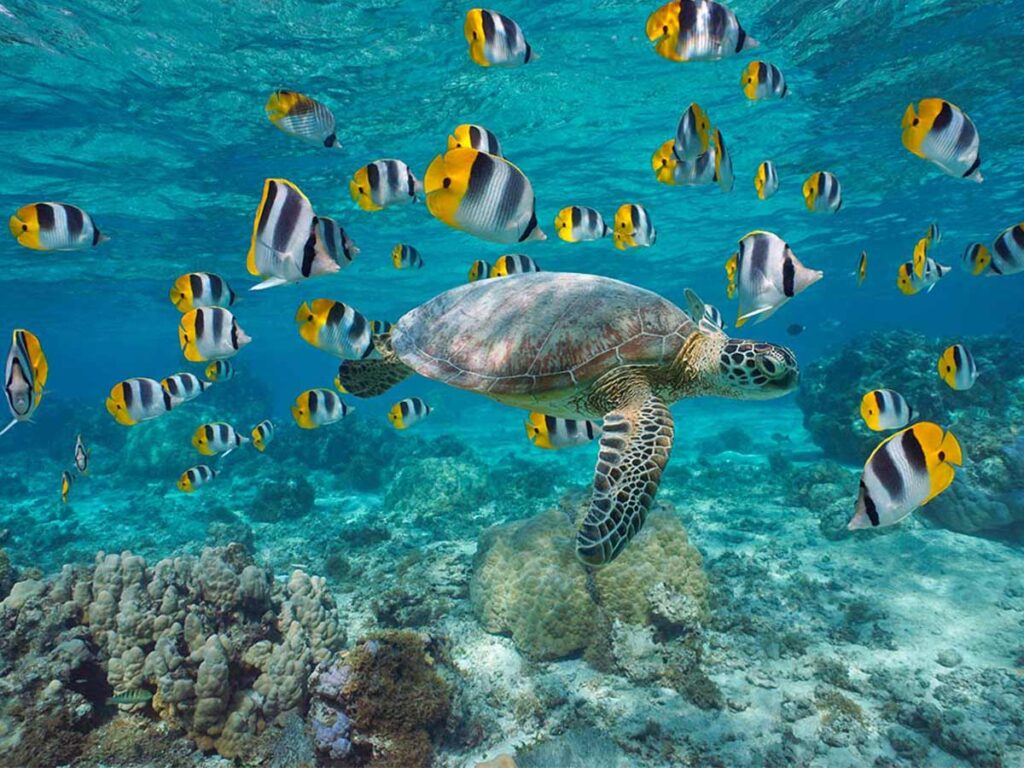 Snorkeling à Maupiti dans un lagon turquoise, avec une tortue et des poissons tropicaux.