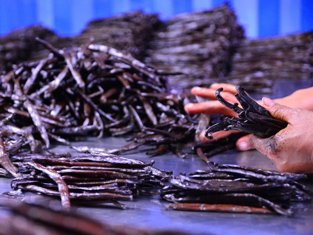 Gousses de vanille de Raiatea, cultivées dans des plantations locales de Polynésie française.