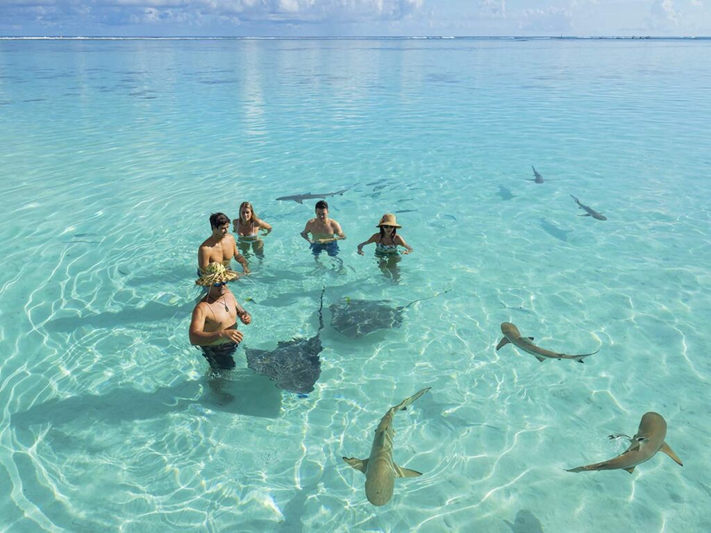 Groupe de personnes nageant dans le lagon cristallin de Tetiaroa, entourées de raies et de requins à pointe noire, pour une expérience immersive en pleine nature polynésienne.