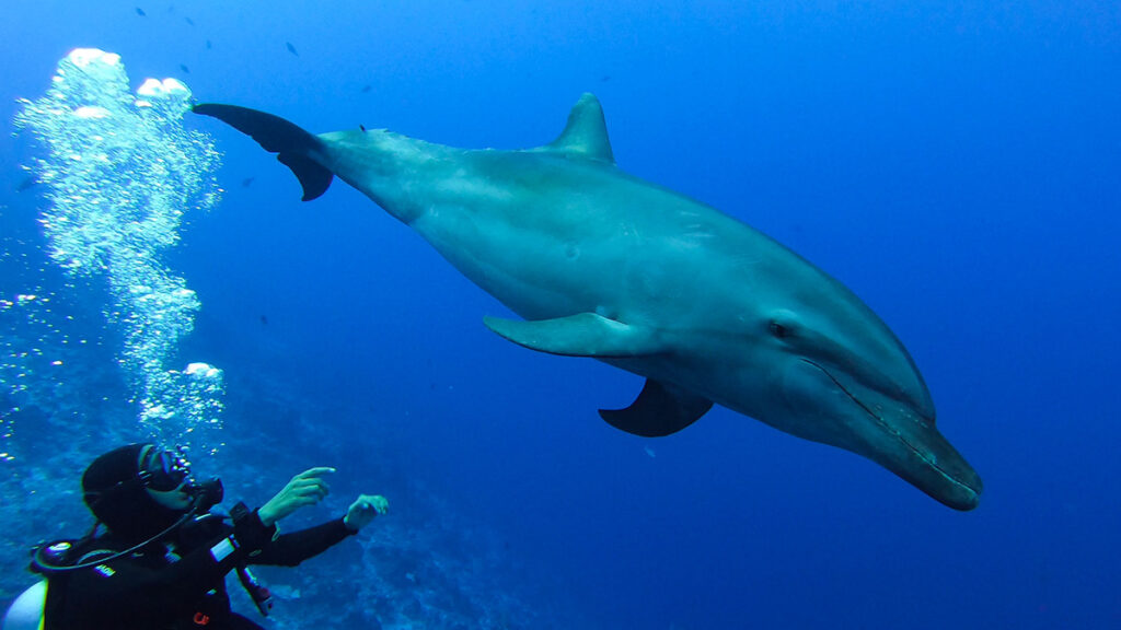 plongée dauphins rangiroa polynésie française