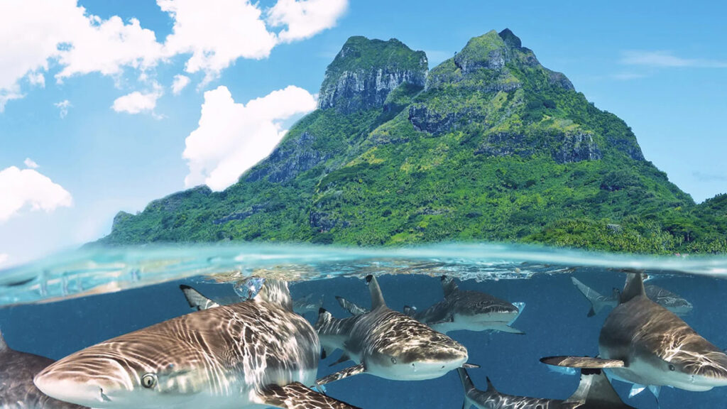 Plongée avec les requins pointes noires à Bora Bora