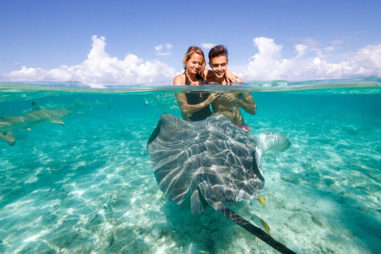 Éco-safari requins/raies et snorkeling au jardin de corail
