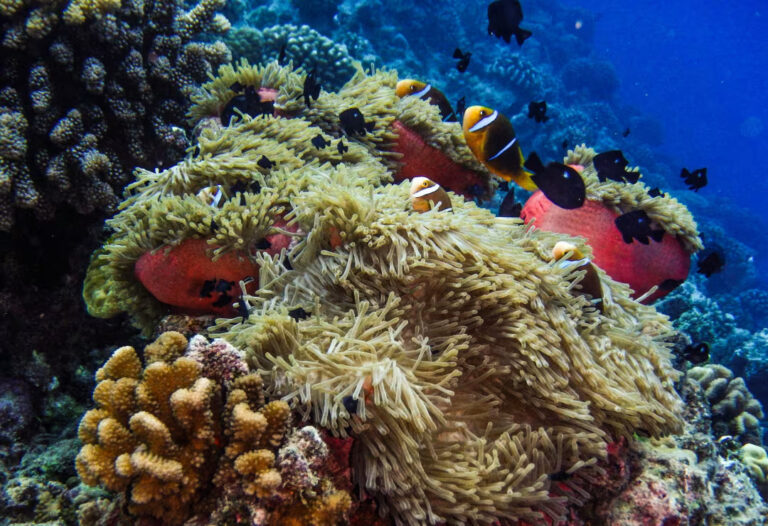 Snorkeling au motu Ofetaro à Raiatea